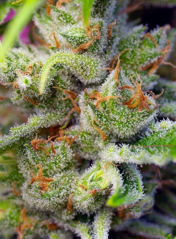 Sweet Seeds Gorilla Girl Feminisierte Hanfsamen