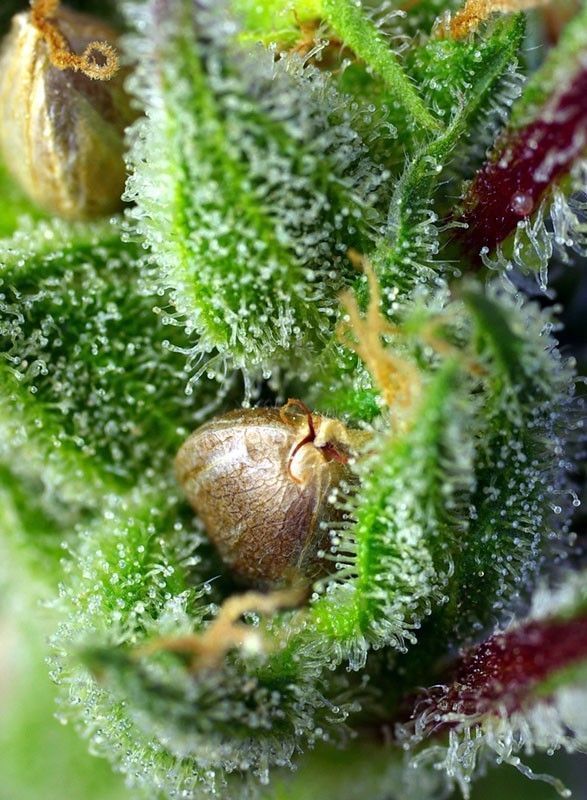 Sweet Seeds Green Poison Feminisiert Hanfsamen