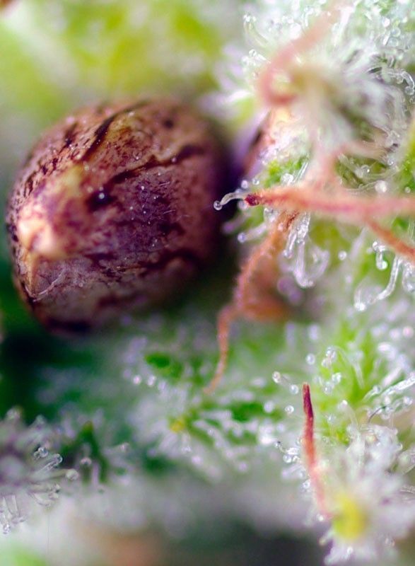 Sweet Seeds Killer Kush automatic Hanfsamen