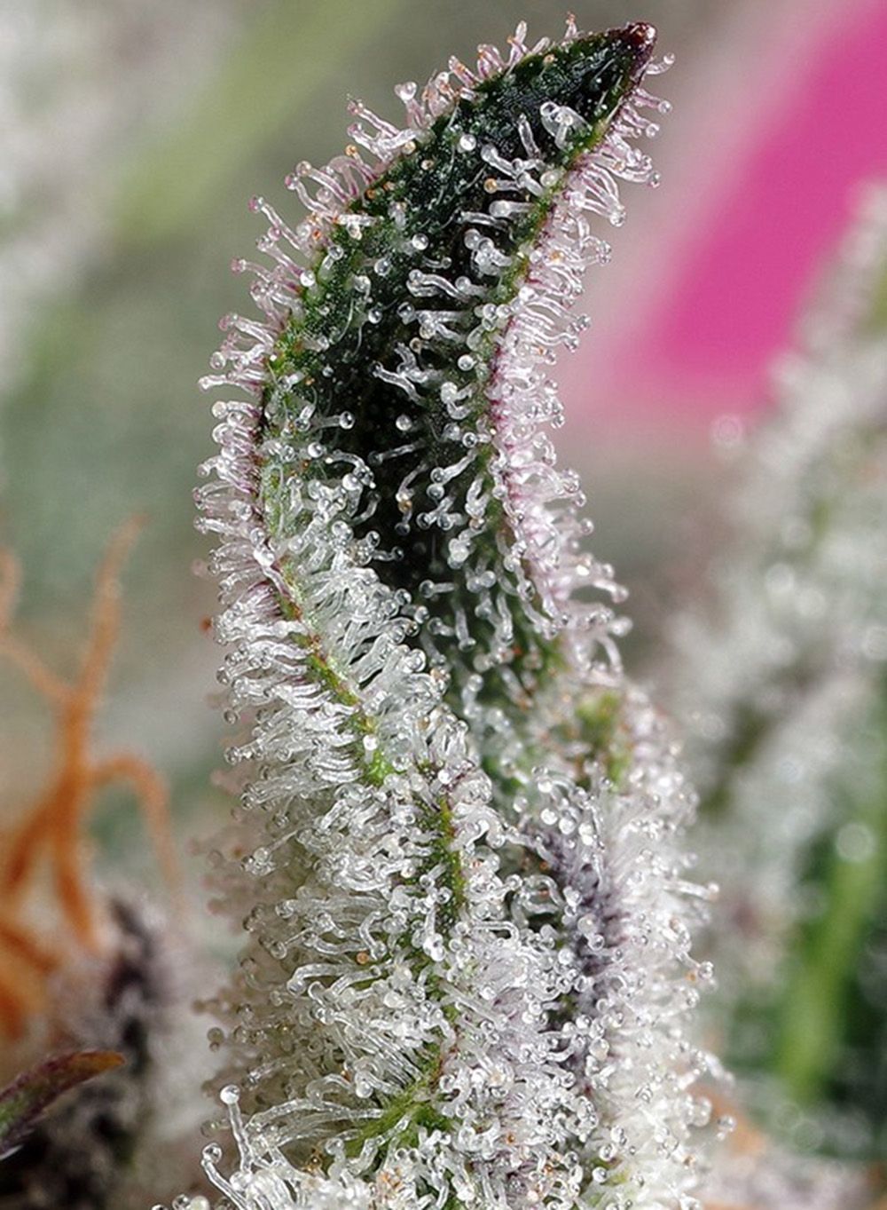 Sweet Seeds Papaya Zoap Automatic Hanfsamen Cannabisblüte