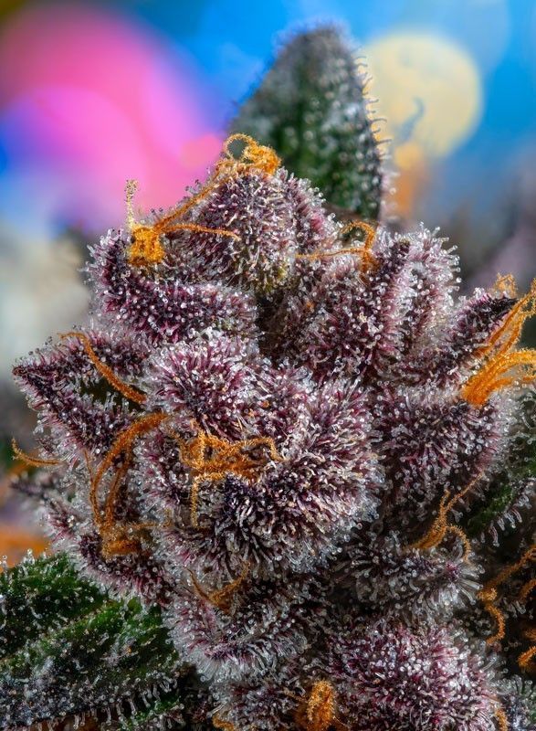 Sweet Seeds Red Strawberry Banana automatic Hanfsamen