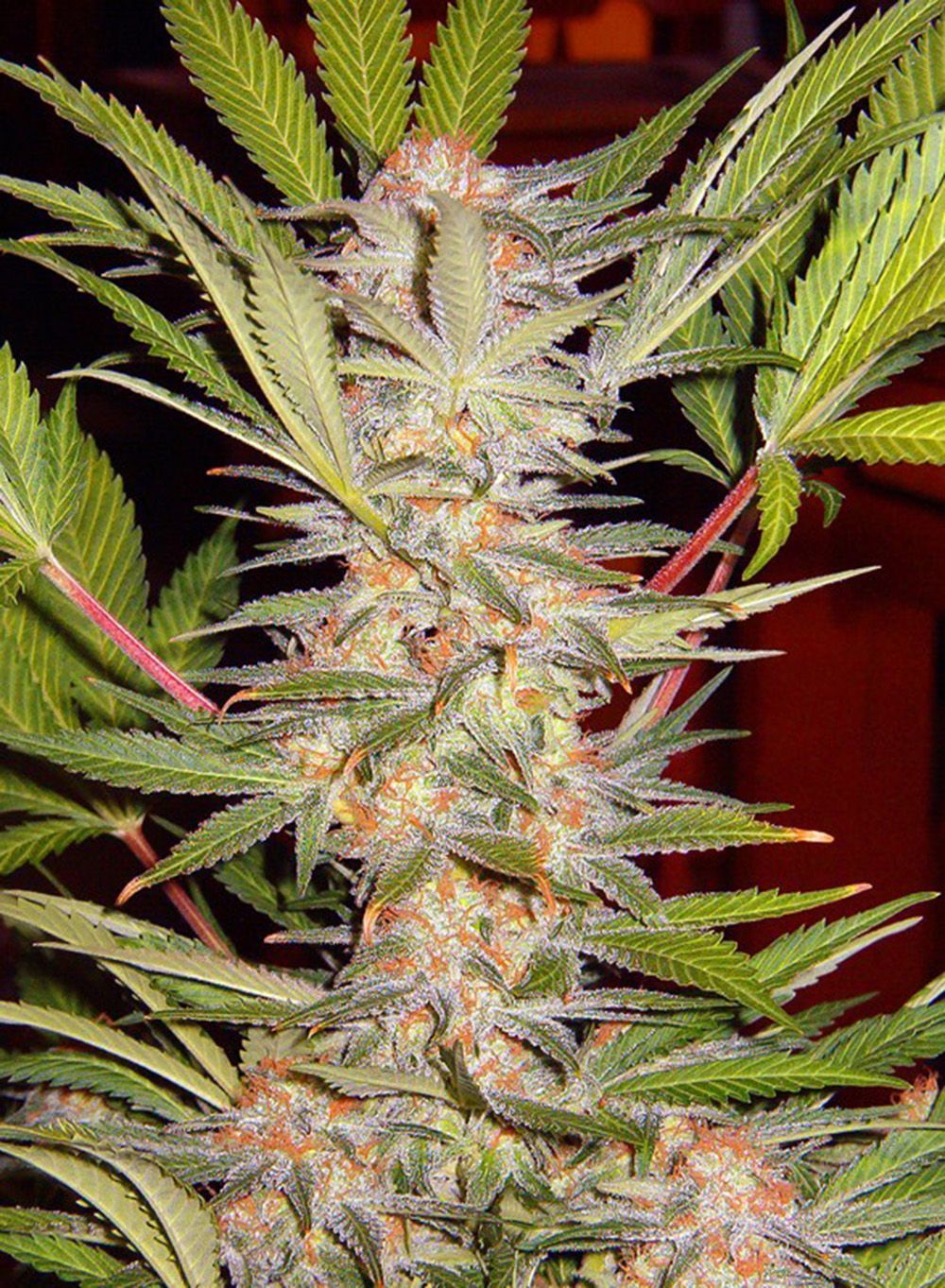 Sweet Seeds S.A.D. Sweet Afgani Delicious F1 Fast Feminisierte Hanfsamen Cannabisblüte