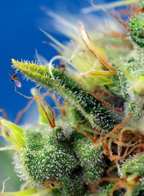 Sweet Seeds Sweet Pure CBD automatic Hanfsamen