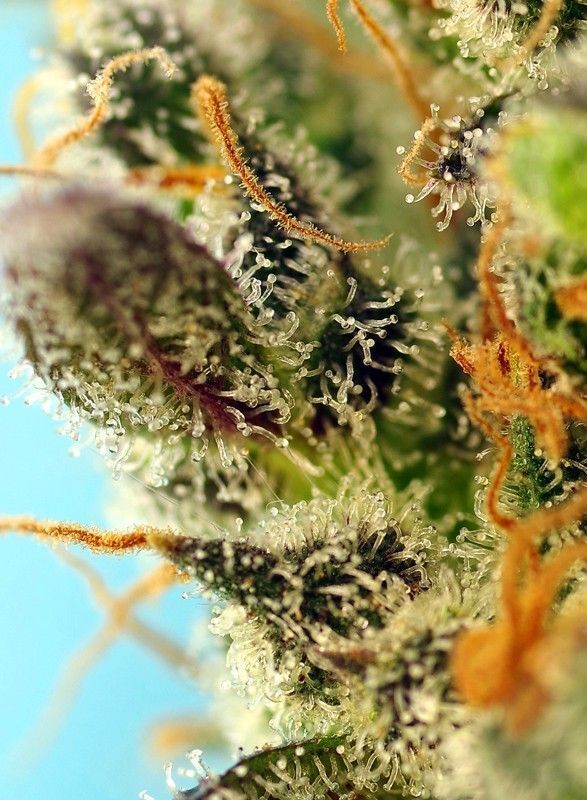 Sweet Seeds Sweet Zenzation XL automatic Hanfsamen