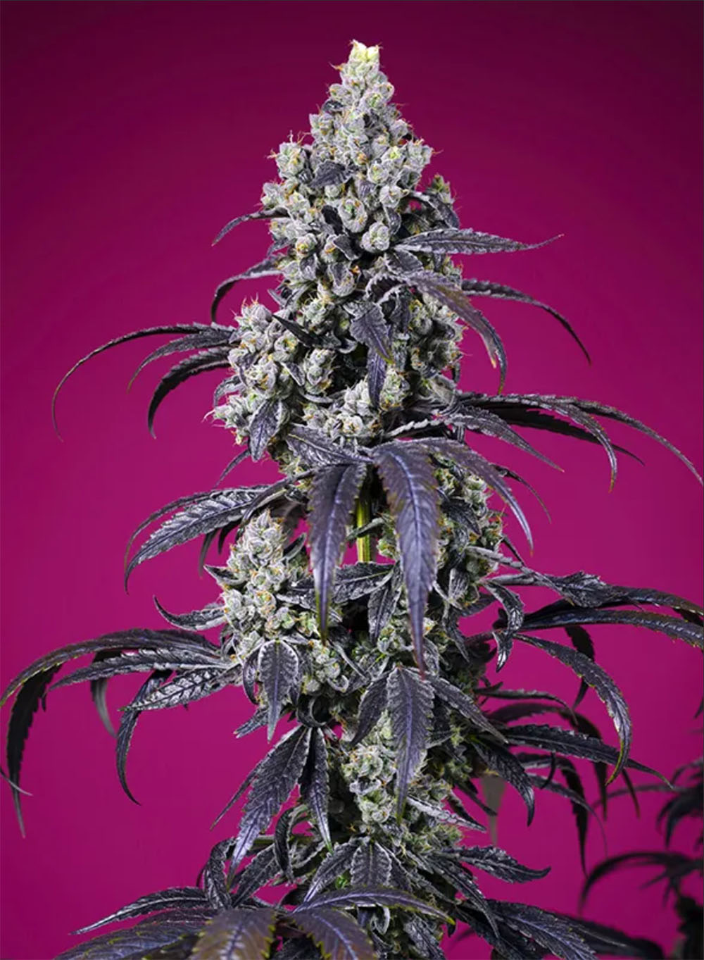 Sweet Seeds Tropicanna Cherry XL Automatic Cannabissblüte