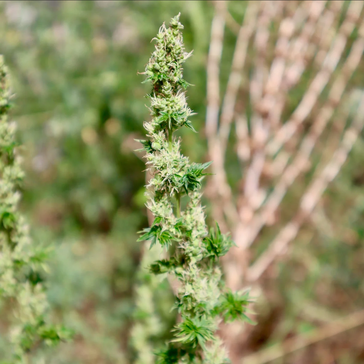 TerpyZ Mutant Genetics Feral Fuel ABC Reguläre Hanfsamen