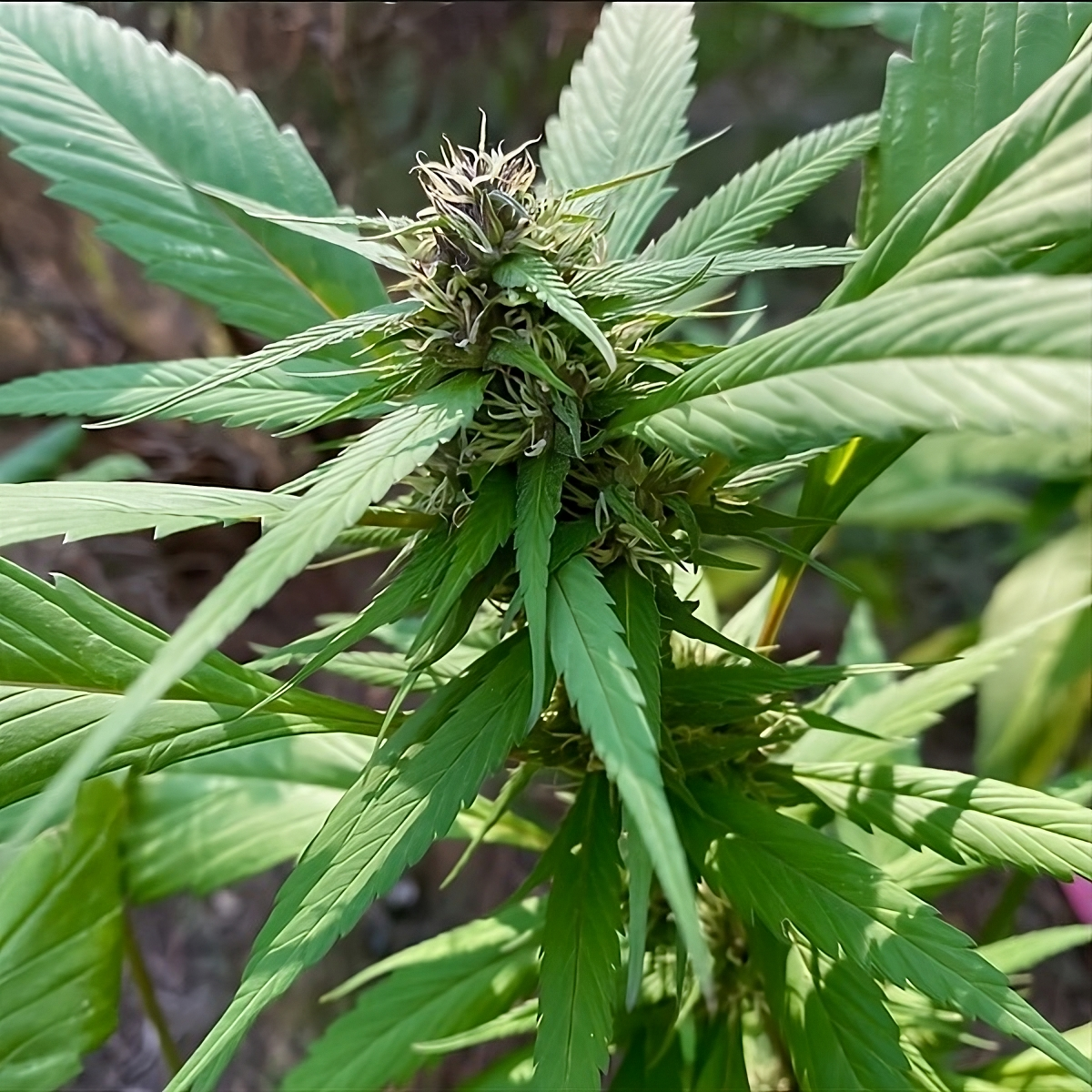 TerpyZ Mutant Genetics Bubblegum GPP Reguläre Hanfsamen