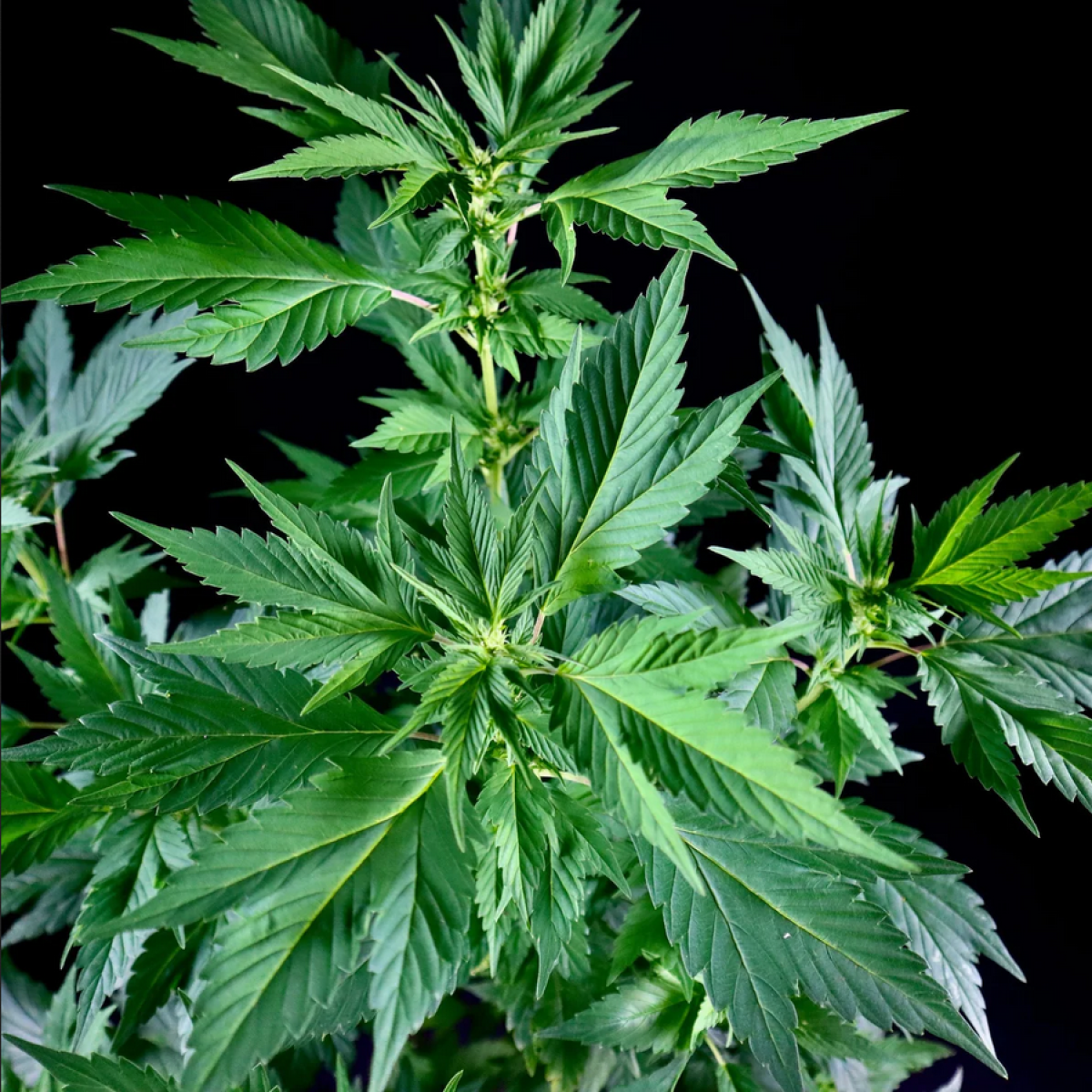 TerpyZ Mutant Genetics Quackberry Rose Reguläre Hanfsamen