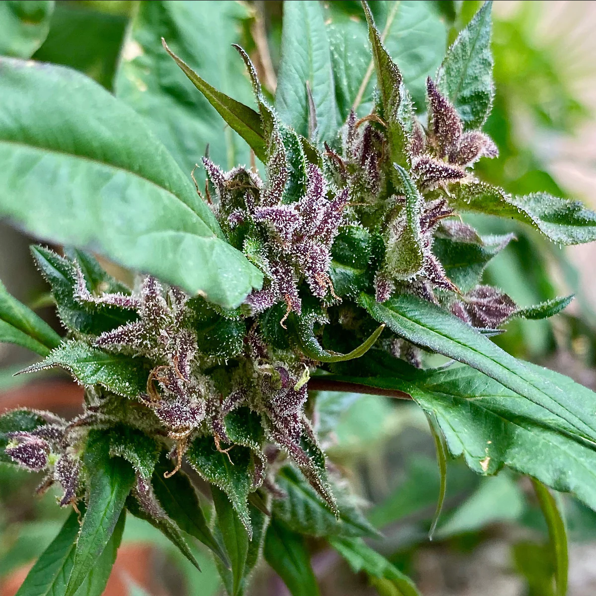 TerpyZ Mutant Genetics Sour Curry AD Reguläre Hanfsamen