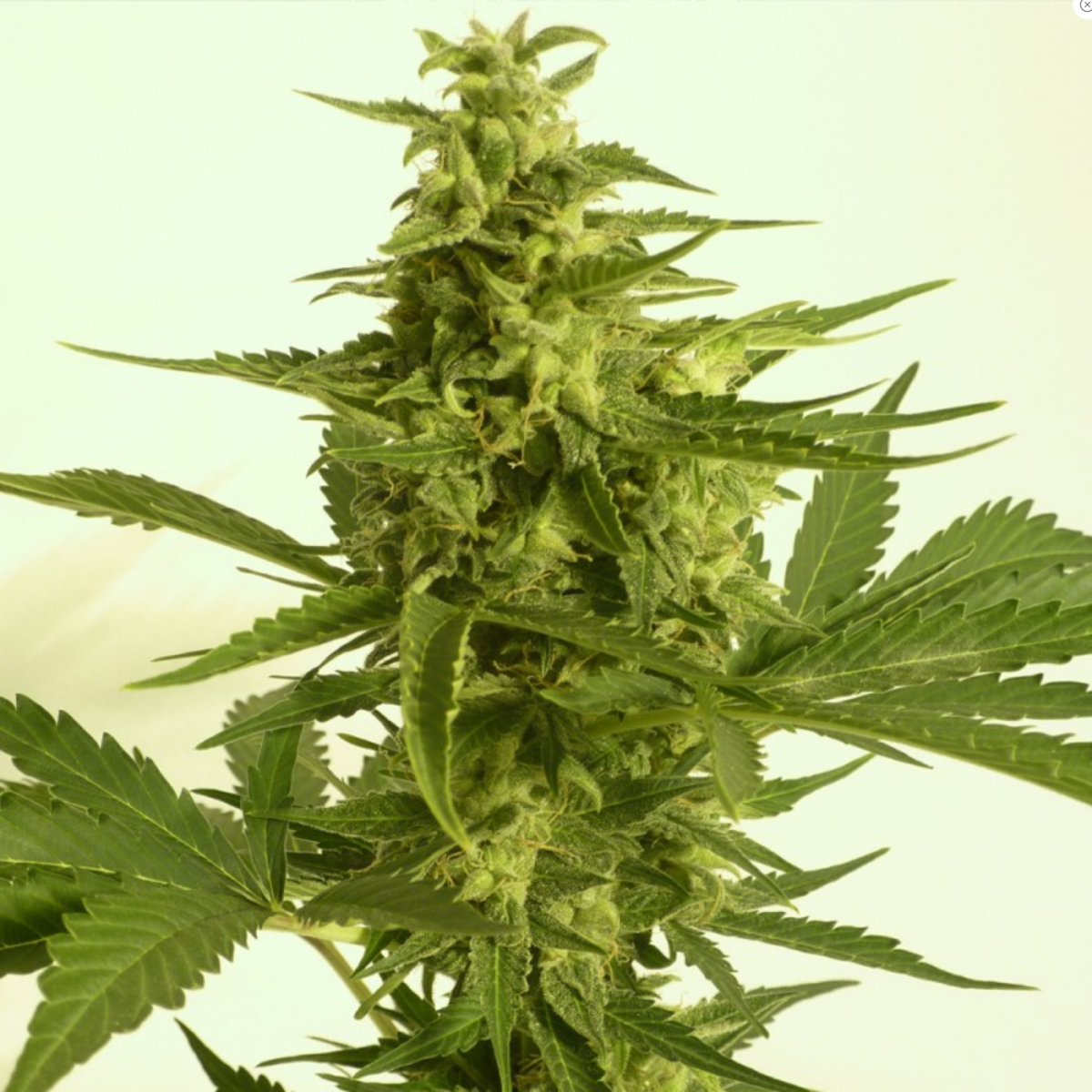 TH Seeds Critical HOG Automatic Hanfsamen