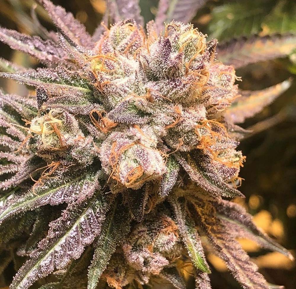 The Cali Connection Purple Chem Feminisierte Hanfsamen Blüte