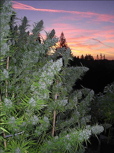 Walkabout reguläre Cannabissamen