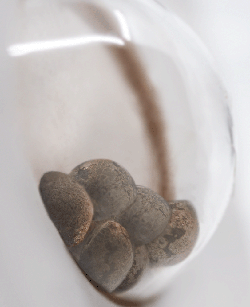 White Label Banana Kush feminisierte Hanfsamen Blüte