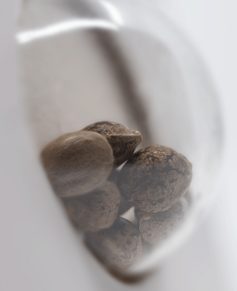 White Label Guava Jelly feminisierte Hanfsamen Blüte