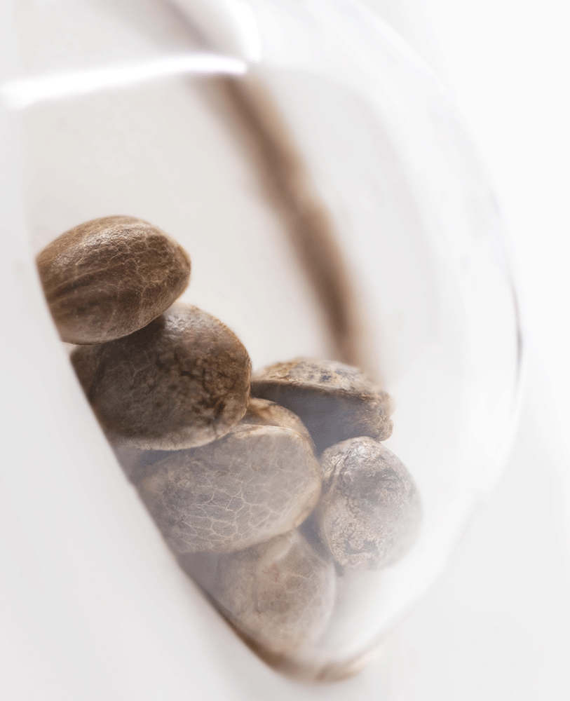 White Label Northern Lights automatic Hanfsamen Blüte