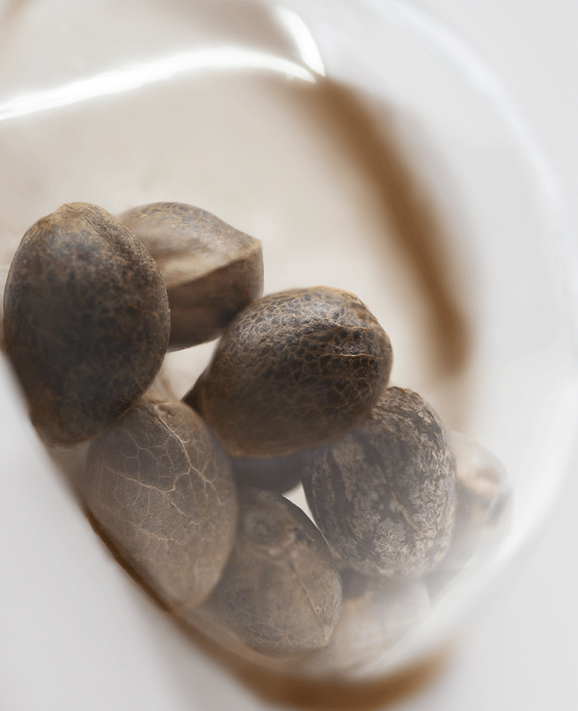 White Label Pure Power Plant feminisierte Hanfsamen Blüte