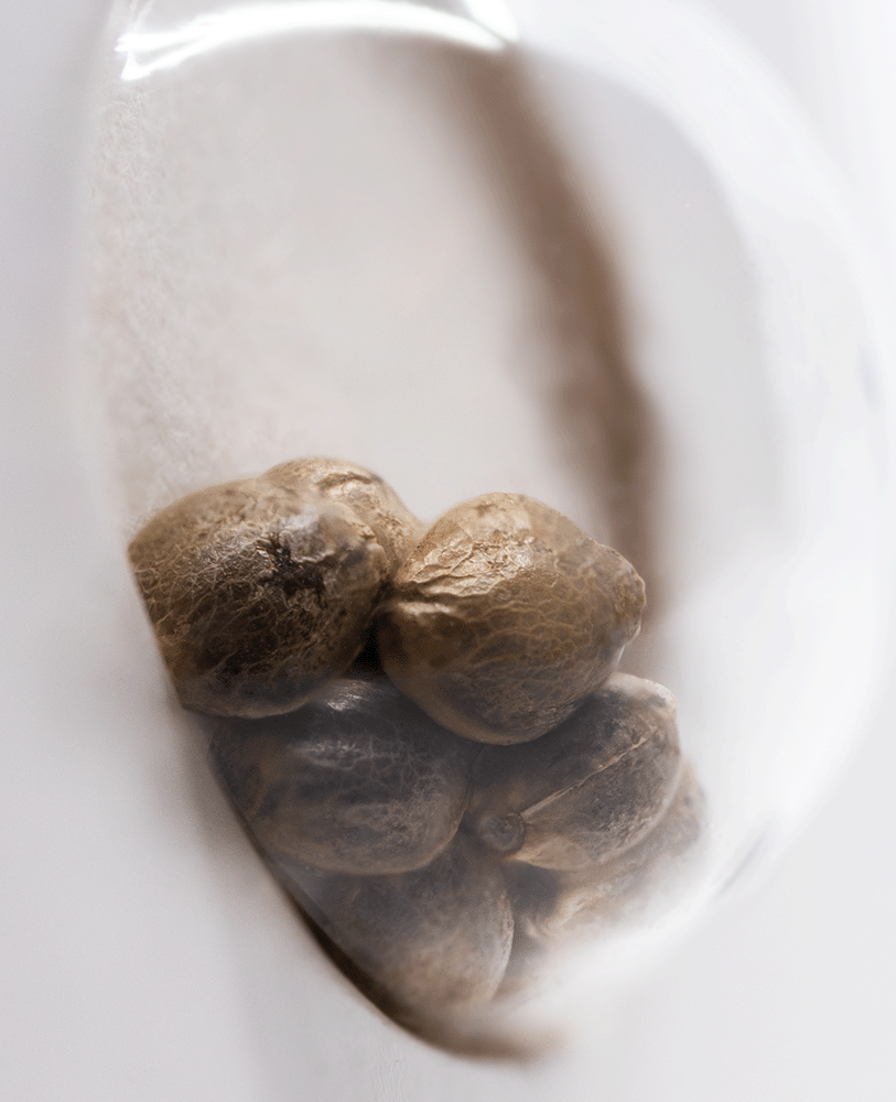 White Label Purple Bud feminisierte Hanfsamen Blüte