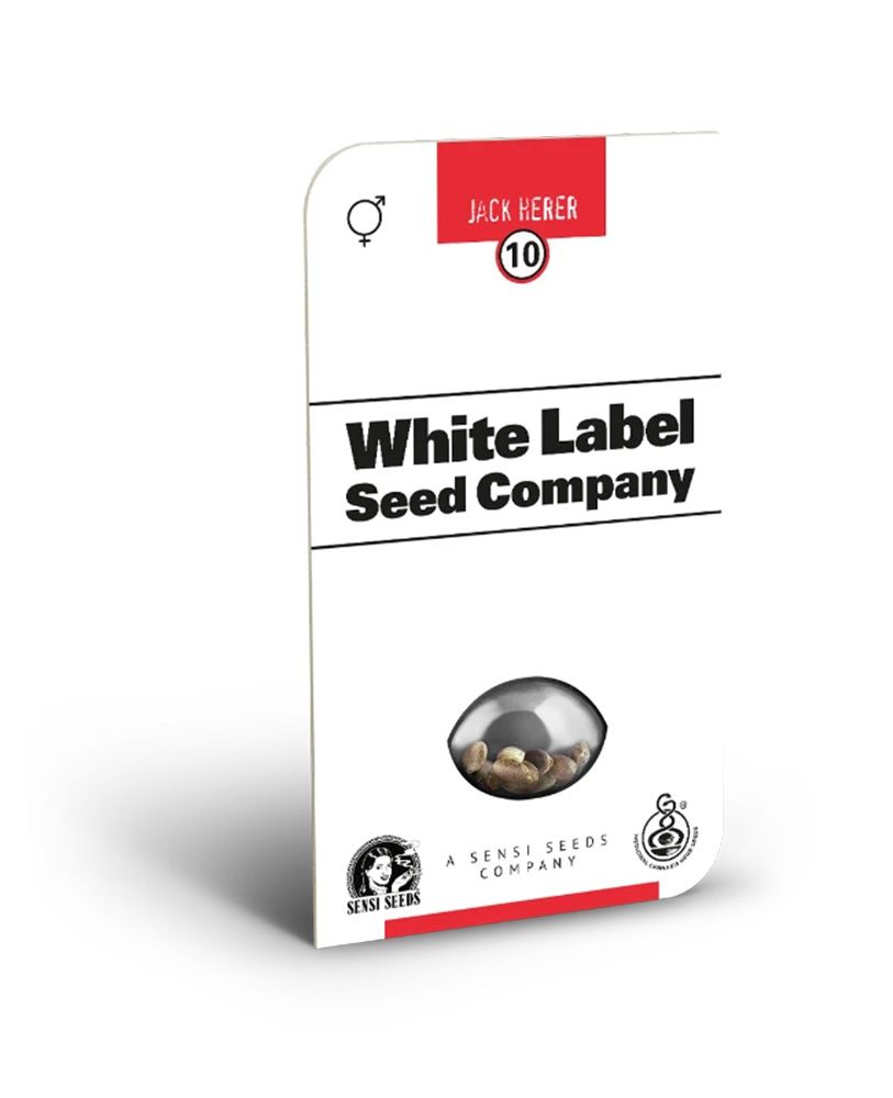 White Labes Seed Co Jack Herer Reguläre Hanfsamen Cannabisblüte
