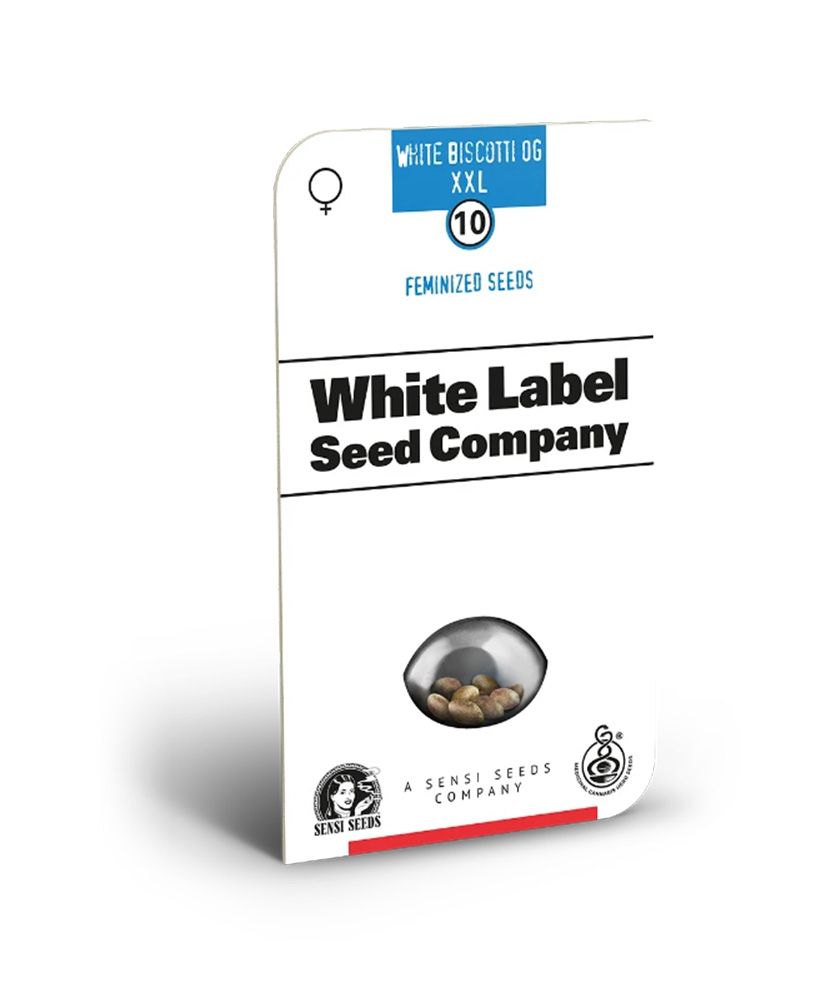 White Labes Seed Co White Biscotti OG XXL Feminisierte Hanfsamen Cannabisblüte