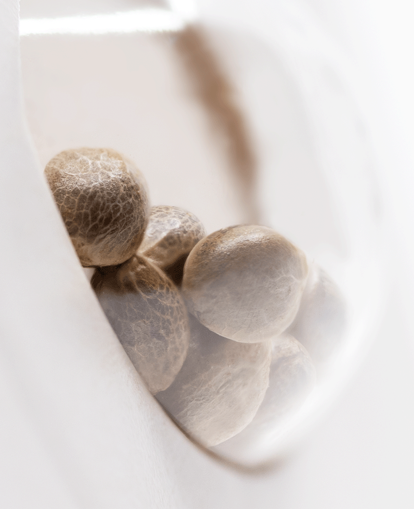 White Label Snow Ryder automatic Hanfsamen Blüte