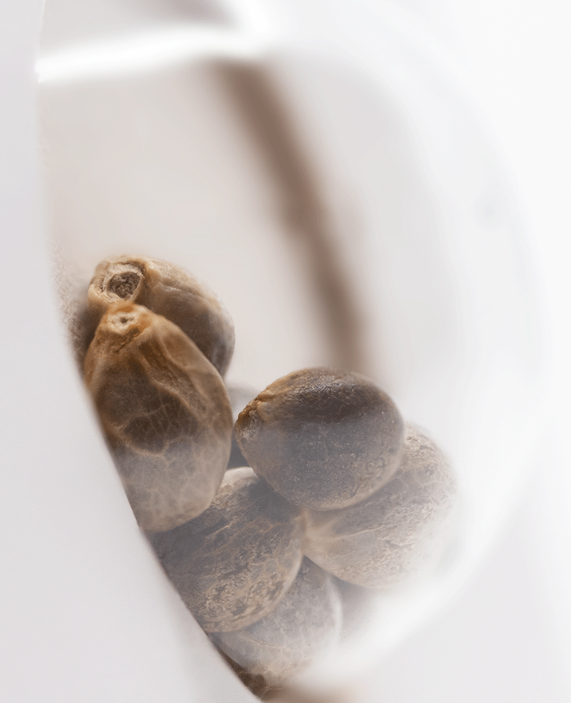 White Label Super Skunk automatic Hanfsamen Blüte