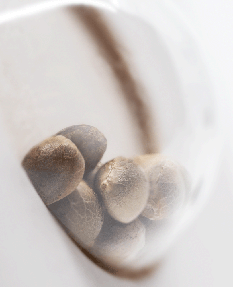 White Label White Diesel feminisierte Hanfsamen Blüte