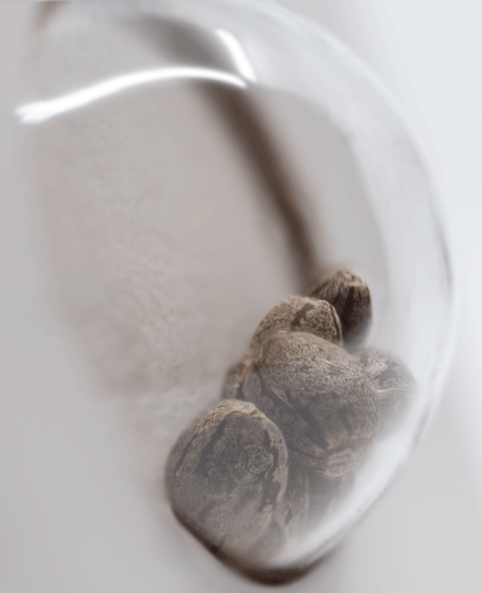 White Label White Gorilla Haze feminisierte Hanfsamen Blüte