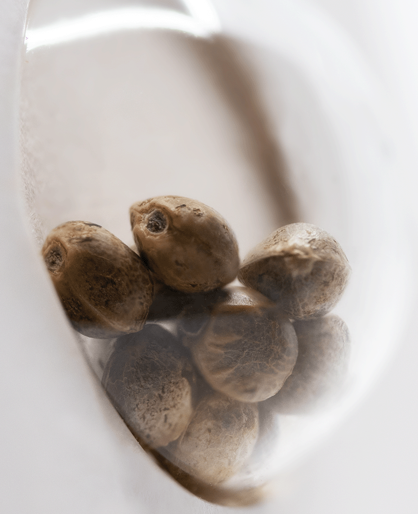 White Label White Skunk automatic Hanfsamen Blüte