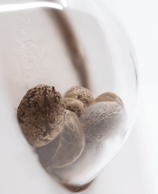 White Label White Widow feminisierte Hanfsamen Blüte