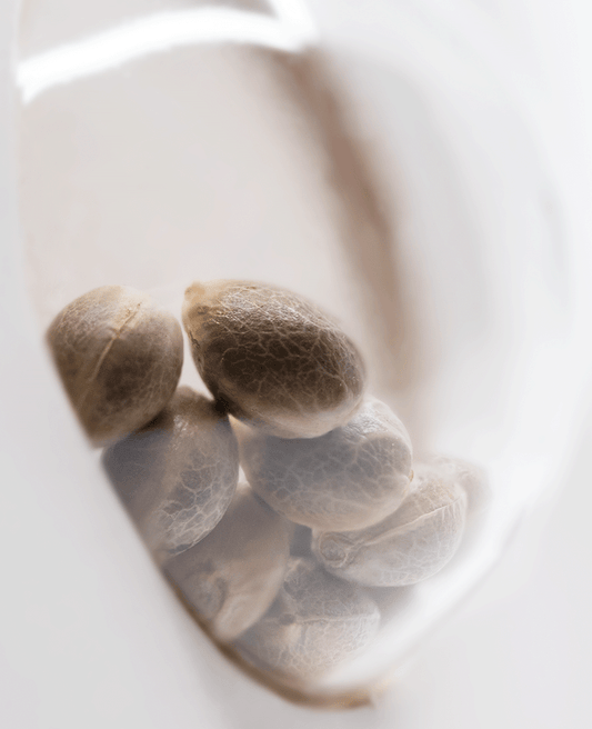 White Label X Haze feminisierte Hanfsamen Blüte