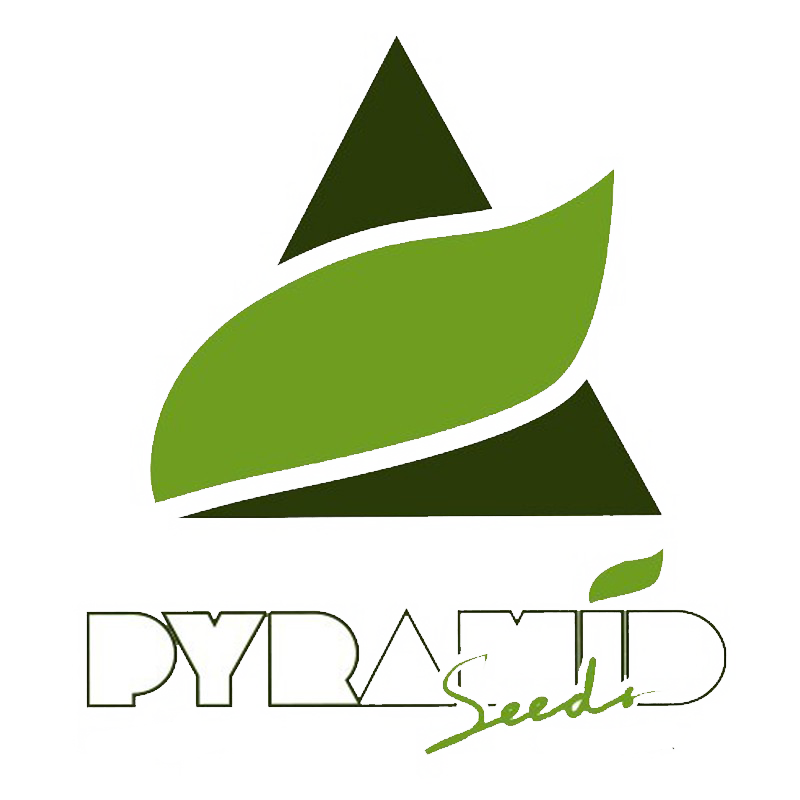 Pyramid Seeds Automatic Cannabissamen Kaufen – SeedsHub