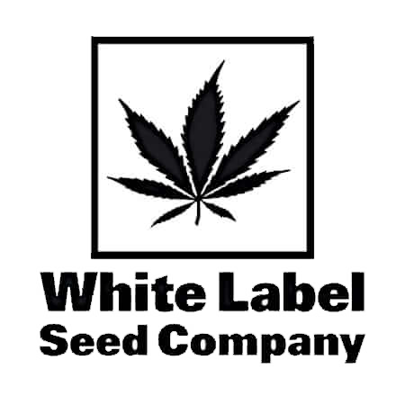 White Label Seeds Feminisierte Cannabissamen