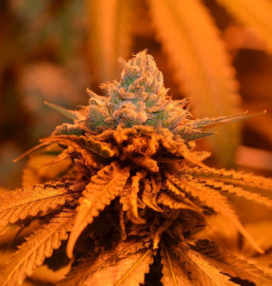 Candyland feminisierte Cannabissamen