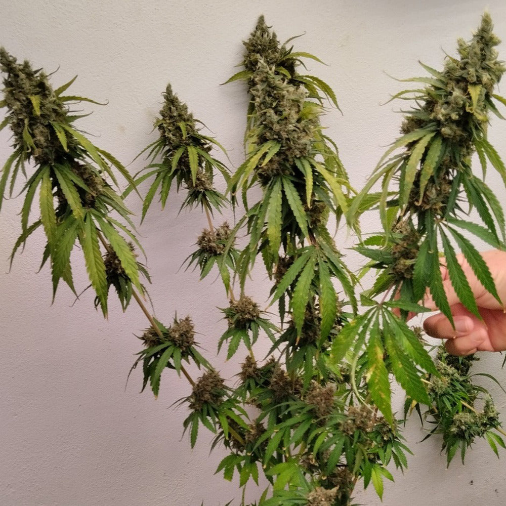 ACE Seeds Brume of Incense Feminisierte Hanfsamen Cannabisblüte