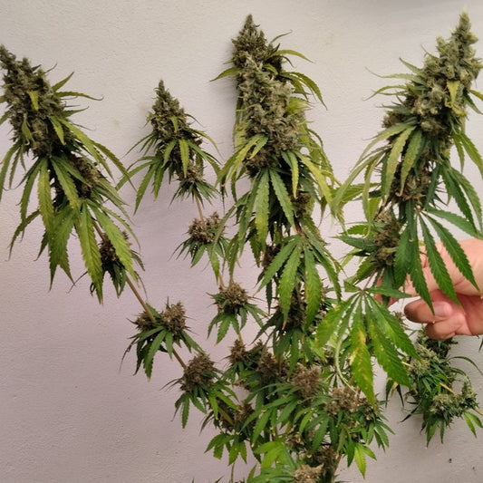 ACE Seeds Brume of Incense Feminisierte Hanfsamen Cannabisblüte