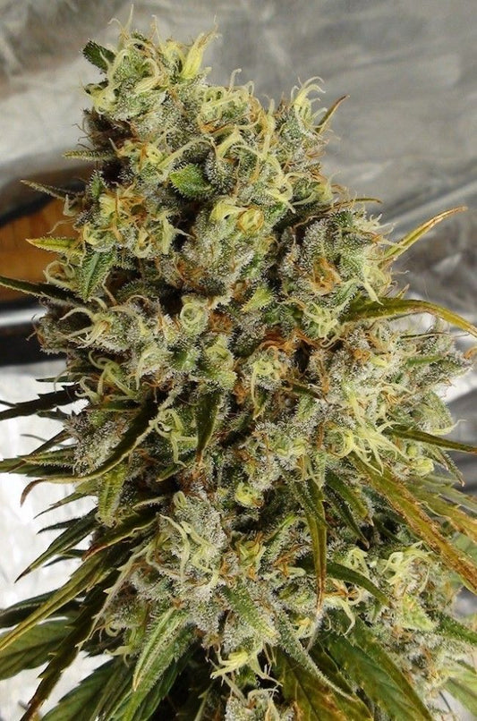 ACE Seeds C5 Haze x Kali China Feminisierte Hanfsamen