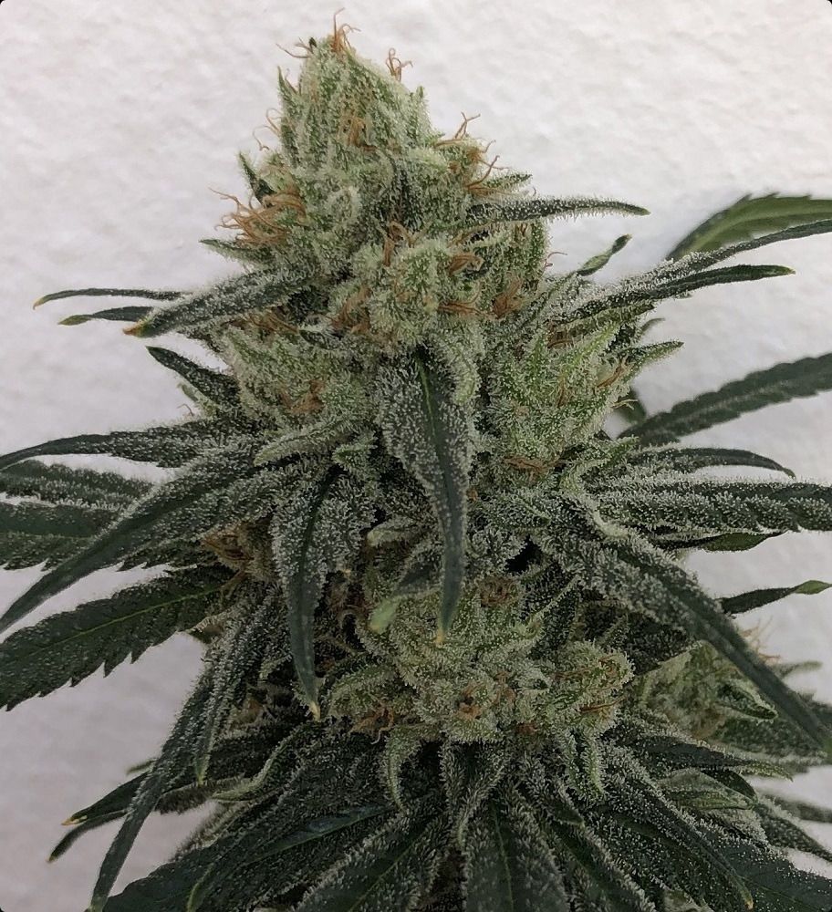 ACE Seeds CBD #1 Feminisierte Hanfsamen Cannabisblüte