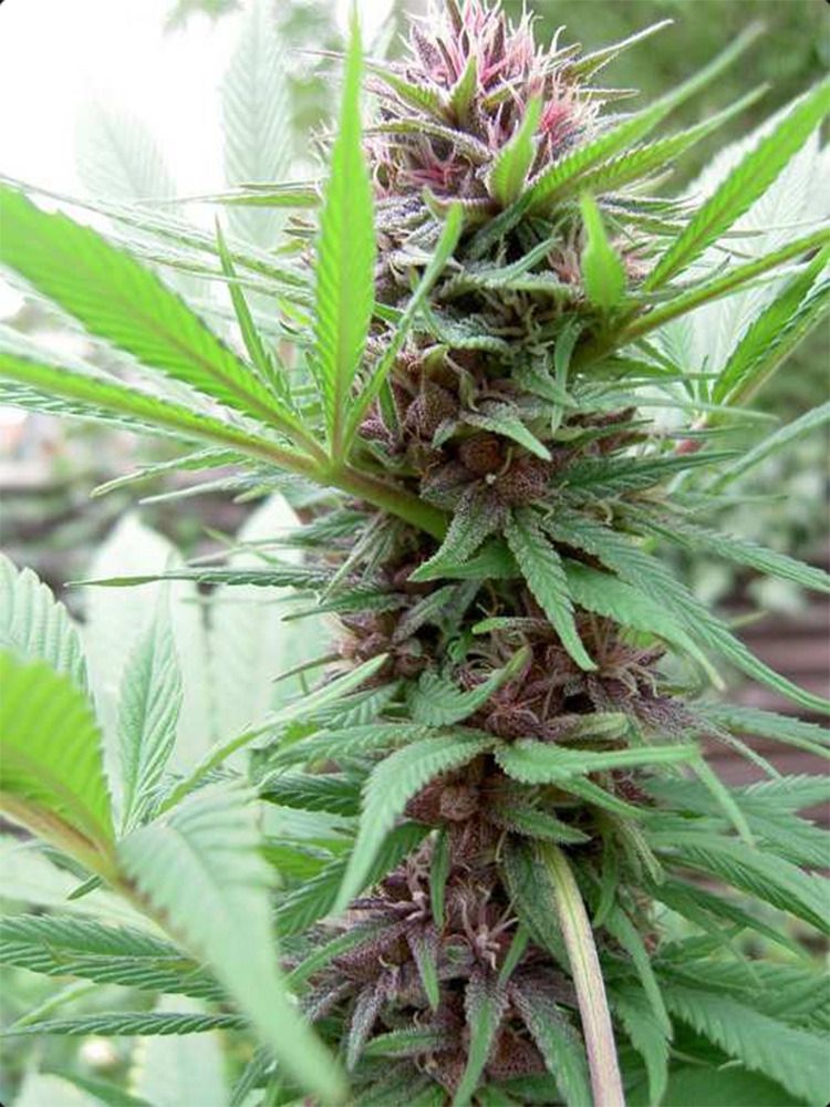 ACE Seeds ErdPurt Feminisierte Hanfsamen Cannabisblüte