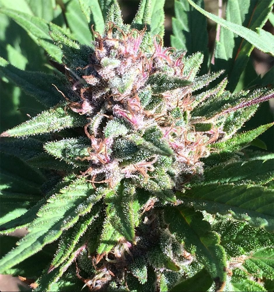 Ace Seeds ErdPurt x PCK Reguläre Hanfsamen Cannabisblüte