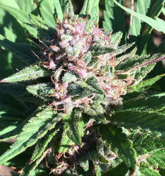 Ace Seeds ErdPurt x PCK Reguläre Hanfsamen Cannabisblüte