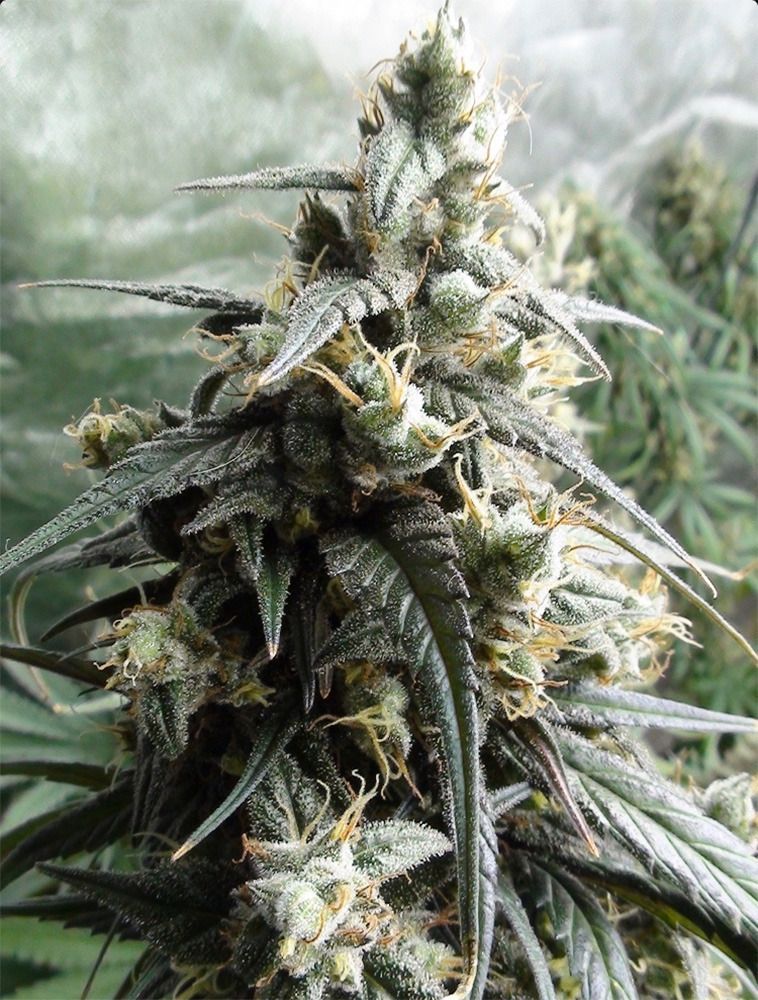 ACE Seeds Haze x Kali China Feminisierte Hanfsamen Cannabisblüte