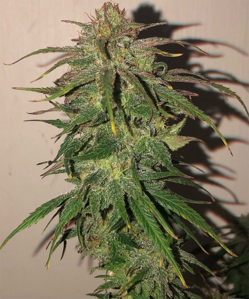 Ace Seeds Hokkaido Japan Hemp Reguläre Hanfsamen Cannabisblüte