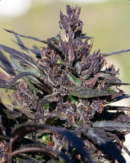 Ace Seeds Hondura Reguläre Hanfsamen Cannabisblüte