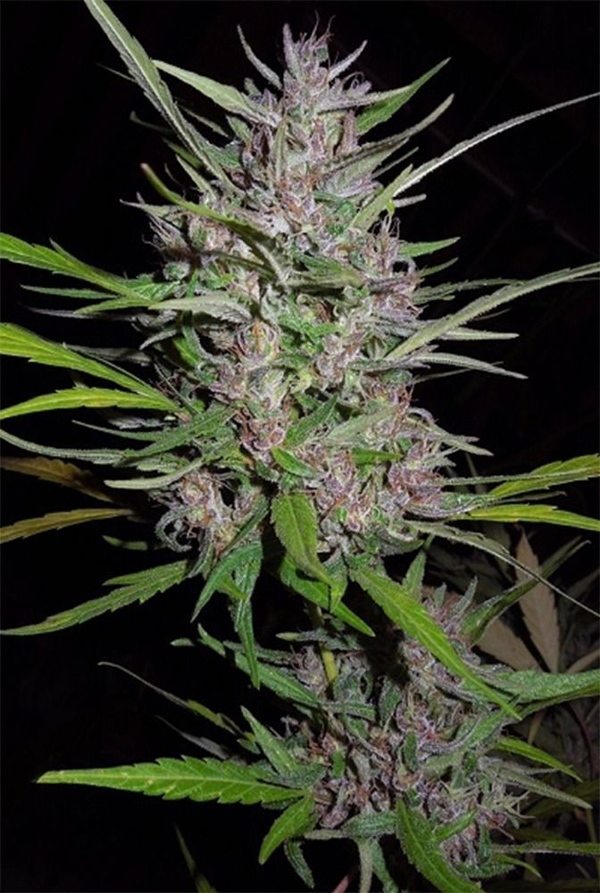 ACE Seeds Honduras x Panama Feminisierte Hanfsamen Cannabisblüte