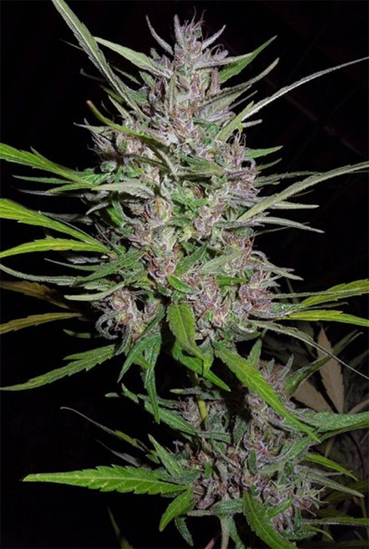 ACE Seeds Honduras x Panama Feminisierte Hanfsamen Cannabisblüte