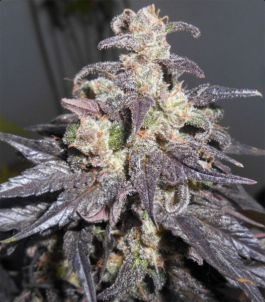 ACE Seeds Kali China Feminisierte Hanfsamen Cannabisblüte