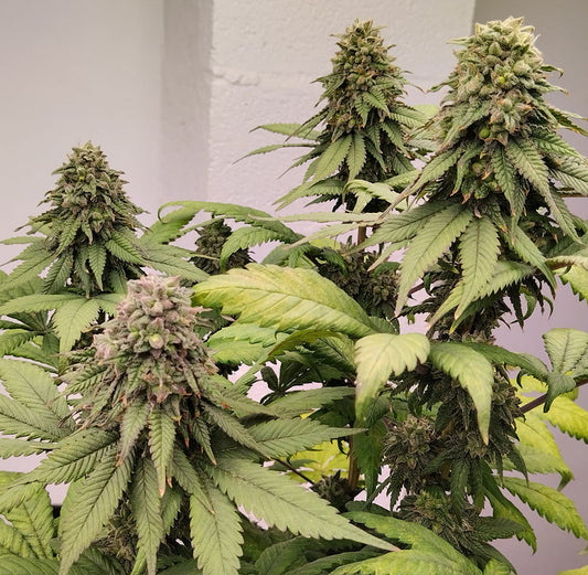 ACE Seeds Kashmir Reguläre Hanfsamen Cannabisblüte