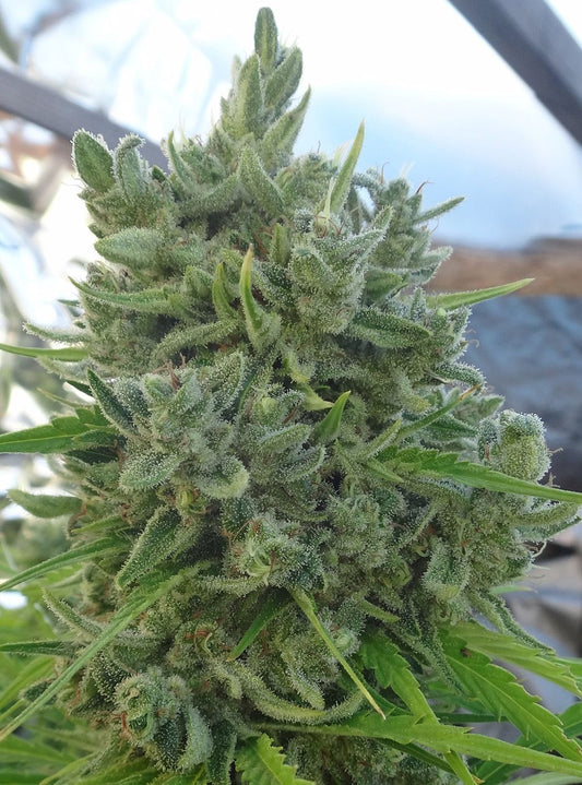 ACE Seeds Killer A5 Haze Feminisierte Hanfsamen Cannabisblüte