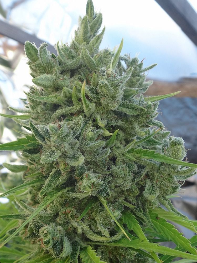 Ace Seeds Killer A5 Haze Reguläre Hanfsamen Cannabisblüte