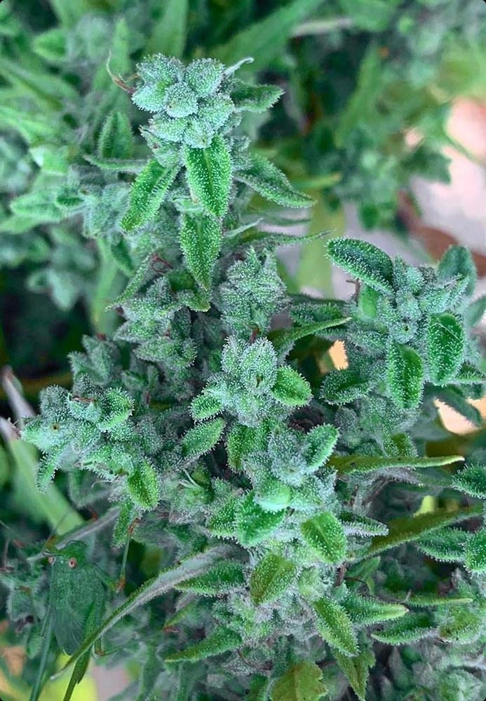 ACE Seeds Lebanese Reguläre Hanfsamen Cannabisblüte